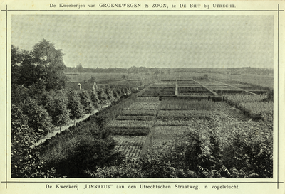 95167 Gezicht op de kwekerij Linnaeus van de Firma Groenewegen & Zoon aan de Utrechtseweg te De Bilt.